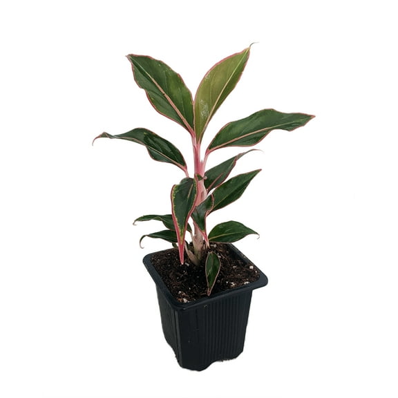 Siam Aurora Chinese Evergreen Plant - Aglaonema -Grows in Dim Light - 2.5" Pot