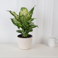 thumbnail image 4 of Plants with Benefits Live 17in. Tall Green Dieffenbachia Plant in 6in. Dcor Pot, 4 of 5