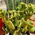 Opuntia Microdasys Monstrosus Golden Swirl Cactus Plant Pad Cutting