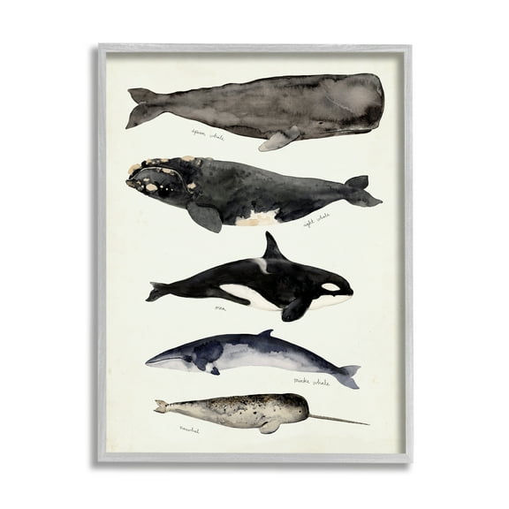 Stupell Industries Vintage Watercolor Whale Chart Large Aquatic Animals, 11 x 14, Design by Victoria Barnes