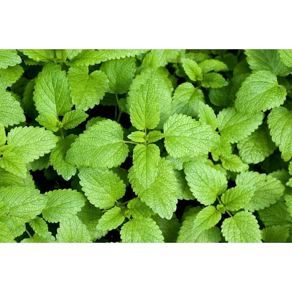 1500 LEMON BALM Melissa Officinalis Lemonbalm Fragrant Herb / Flower Seeds