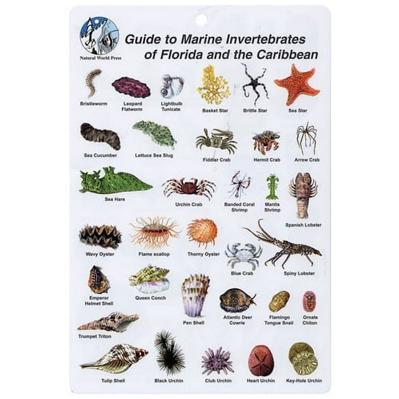 Aqua Marine Invertebrates of Florida & Caribbean I.D. Card