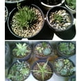 thumbnail image 3 of Pebbles for Indoor Plants, High Polished River Rocks Elevate Garden Decorative Stones, Versatile Mixed Color Stones for Aquariums Landscaping and Succulent Plant Soil (1 Kilogram), 3 of 4