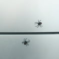 thumbnail image 4 of Halloween prank magnetic spider, 4 of 5