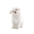 thumbnail image 2 of Maltese Dog White Wall Decal Sticker by Wallmonkeys Vinyl Peel and Stick Graphic (48 in H x 29 in W, 2 of 4