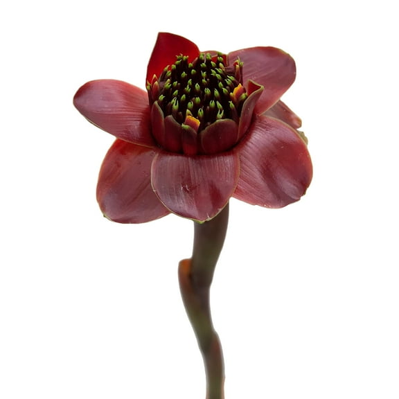 Black Tulip / Tulip - Farm Direct Fresh Cut Flowers Tropical Flowers - 30 Stems - by Bloomingmore