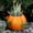 Orange, variant on Pumpkins Planter Pots Pumpkins Shaped Sculpture Planter Succulents Head Flowerpots Pumpkin Vase for Fall Harvest Thanksgiving Halloween Home Decoration (1Pcs)