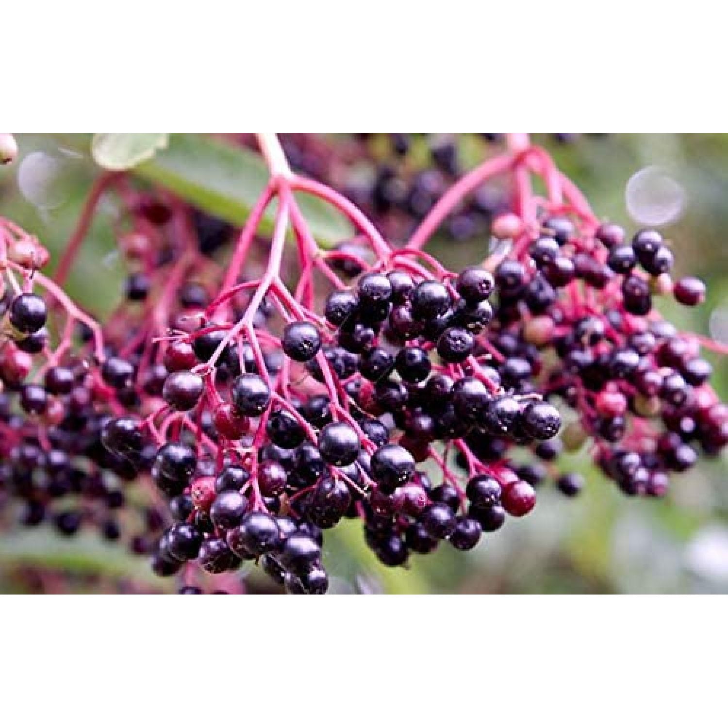 (10) Spectacular Black Fruit Bearing Perennial. American Elderberry