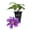 1 Plant, variant on Clematis Baroness Fookes - 1 Live Starter Plant - Beautiful Multi Colored Striped Lavender Flowering Vine