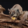 thumbnail image 4 of Phenofice 1 Set Sugar Glider Traction Rope for Small Pet with Wool and Polyester Material, 4 of 6