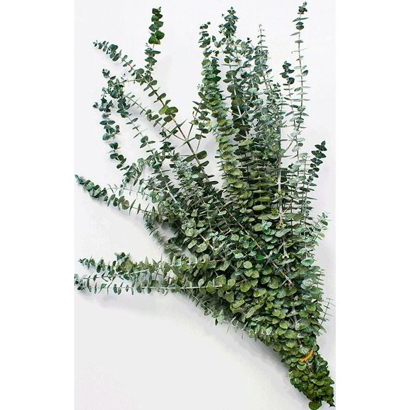 Fresh Eucalyptus Branches