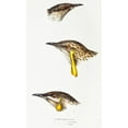 thumbnail image 2 of Gould, John 12x18 White Modern Wood Framed Museum Art Print Titled - Wattle bird-Red wattlebird and Western wattlebird, 2 of 4