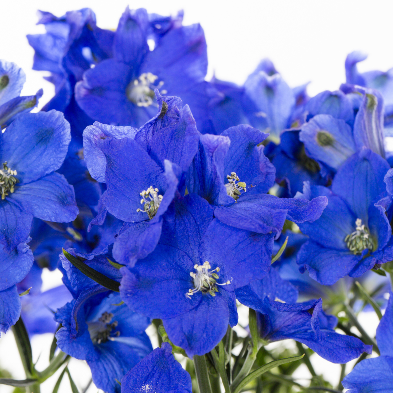 Better Homes & Gardens 2QT Blue Delphinium Blue Diamonds Live