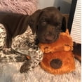 thumbnail image 3 of Juguete de Ayuda Conductual SmartPetLove Snuggle Puppy marrón Mutt, 3 of 9