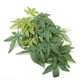 thumbnail image 5 of Decoraciones para peceras, Plantas artificiales verdes, decoraciones falsas para acuarios, plantas artificiales para acuarios, integración perfecta Jadeshay  A, 5 of 8