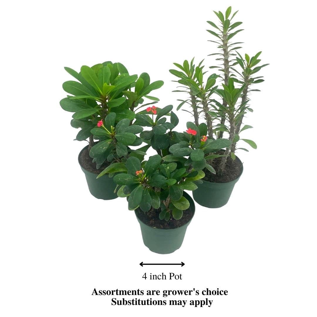 Crown of Thorns, Euphorbia milii Assortment, Set of 3 in 4 inch pots, Crown-of-Thorns Plant, Christ Thorn