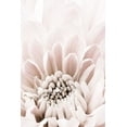 thumbnail image 2 of 1x Studio III 23x32 Gold Ornate Wood Framed with Double Matting Museum Art Print Titled - Chrysanthemum No 06, 2 of 4