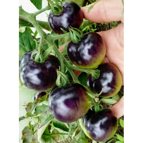 shiyou-Seeds Rare Tomato American Blue Medium Vegetable for Planting Giant Non GMO 20 Seeds