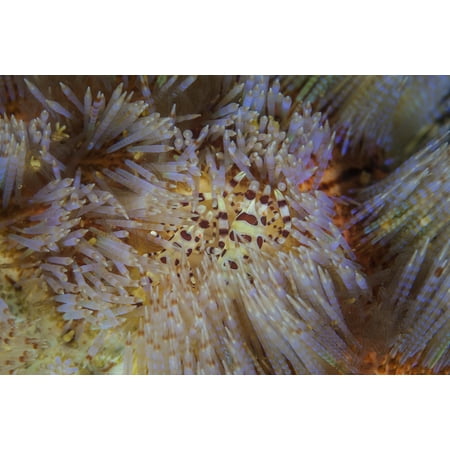 - A pair of Colemans shrimp live among the venomous spines of a fire urchin Poster Print