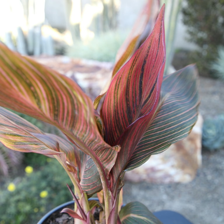 Altman Plants Red Tropicanna Canna Lily | Garden Perennial