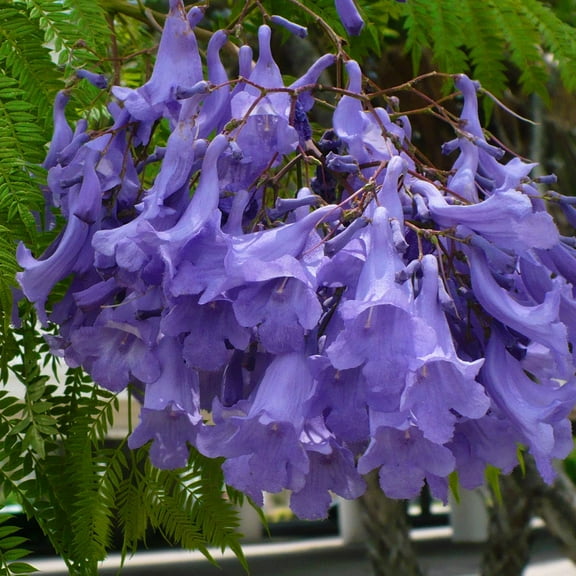 SeedArea Jacaranda Seeds 30 Count Jacaranda Mimosifolia, Heirloom Blue Purple Tree Shrub