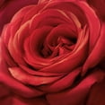 thumbnail image 2 of Levashov, Igor 20x20 White Modern Wood Framed Museum Art Print Titled - Solo Red, 2 of 4