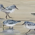 thumbnail image 3 of Masterpiece Art Gallery Sandpiper Beach II Amber by Studio Arts Canvas Art 24" x 24", 3 of 4