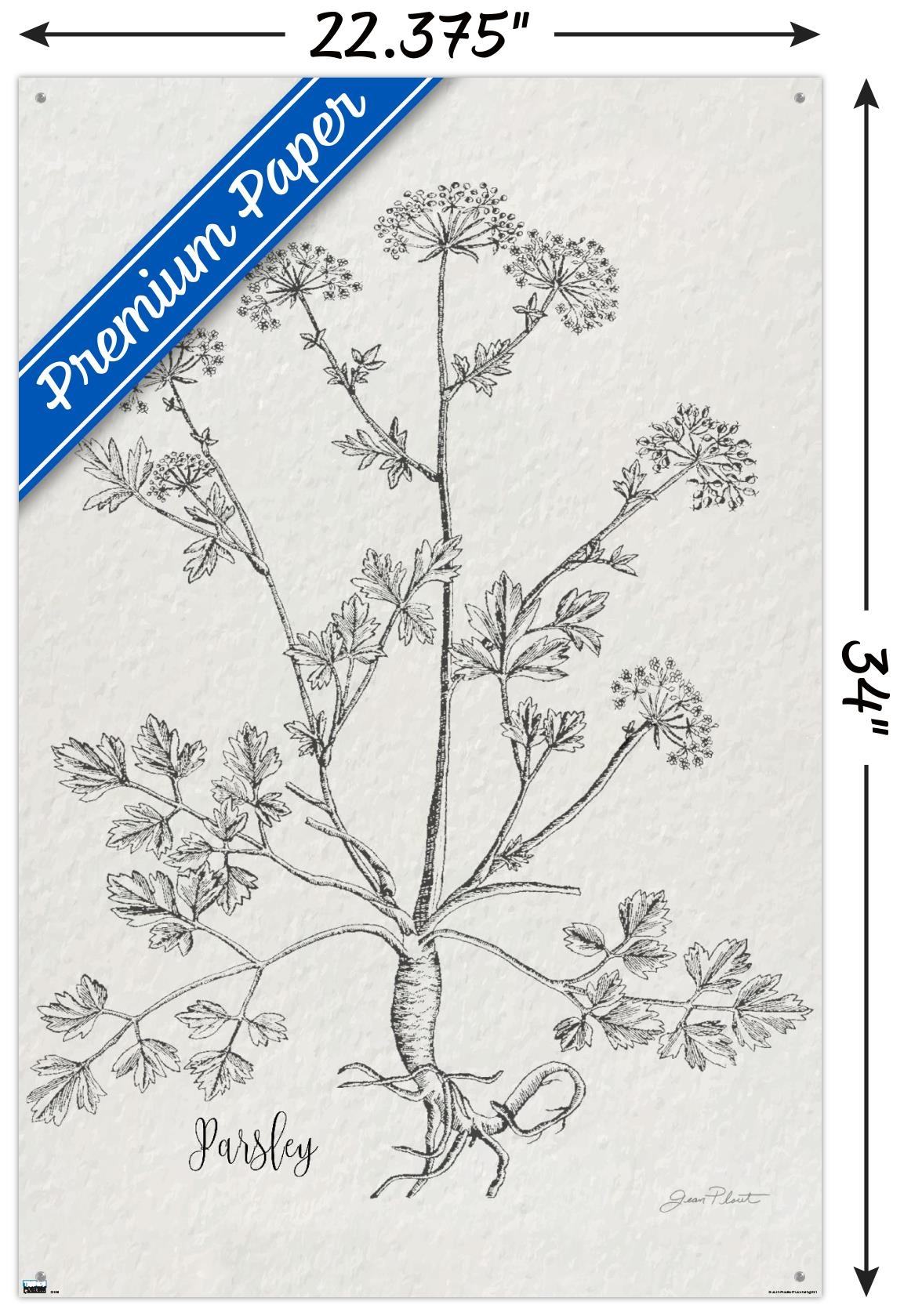 Jean Plout - Botanical Studies on Paper Parsley Wall Poster with Pushpins, 22.375" x 34"