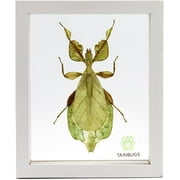 Real Exotic Leaf Insect Transparent Wings - Taxidermy Collection Framed in a 3D Clear Transparent Wooden Box as Pictured (White Color Frame)