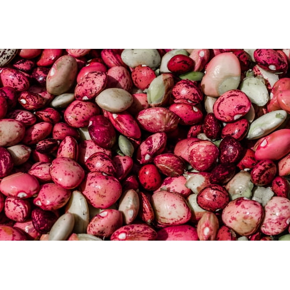 50 Seeds Speckled Dixie BUTTERPEA LIMA BEAN Phaseolus Vulgaris Bush Vegetable Seeds