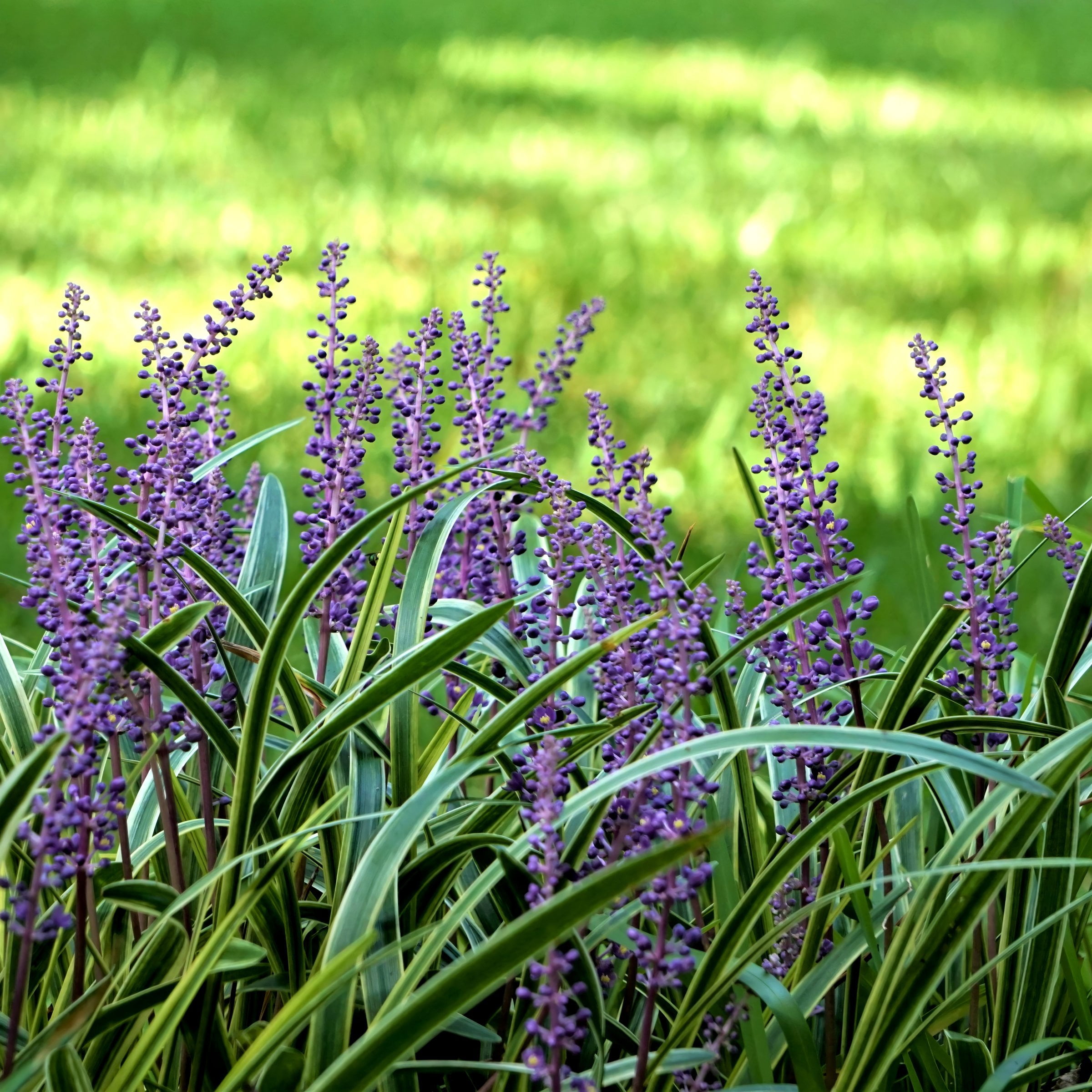 Live Grass 4" Variegated Liriope (6-Pack) with Full Sunlight