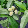 thumbnail image 3 of Flordacrest Peach Tree 4-5ft, Heavy Producer of Sweet Fruit, 3 of 6