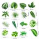 thumbnail image 4 of 16 Imanes de plantas para Nevera Cgtredaw Oficina Pizarra Blanca, 4 of 9