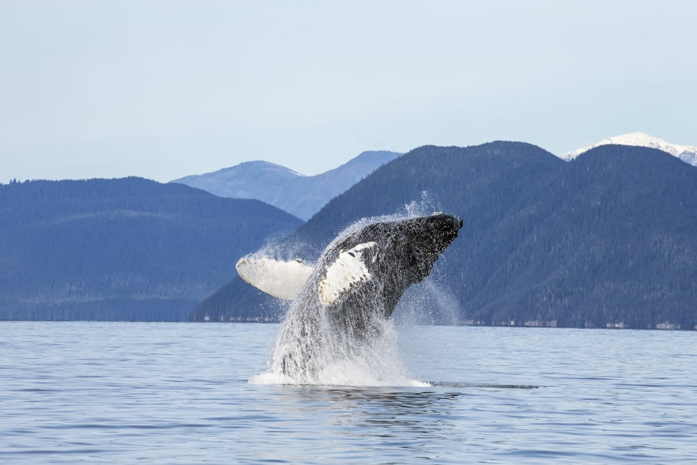 A Humpback Whale Breaches As It Leaps From The Calm Waters Of Stephens Passage Near Tracy Arm In Alaskas Inside Passage Admiralty Islands Forested Shoreline Beyond Tongass Forest Canvas Art - John Hyd