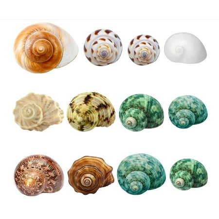Hermit Crab Shells Medium and Large-12PCS Growth Turbo Seashells Size 1.4"-3.2"