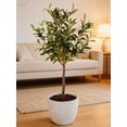 thumbnail image 5 of Flora Bunda CS3172E-GY 28' Olive Tree in 7.25' Cement Pot,Gray, 5 of 5