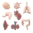thumbnail image 2 of Visland 8Pcs/Set Organ Model Toy PVC Brain Lungs Small/Large Intestine Stomach Solid Model Early Learning Educational Toy Simulation Heart Model Human Body Science Toys Children Toy Gift, 2 of 7