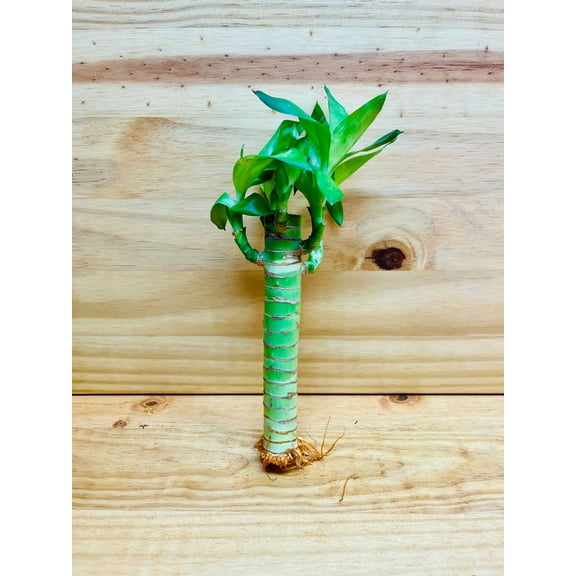 Lucky Lotus Bamboo One 6” Stem