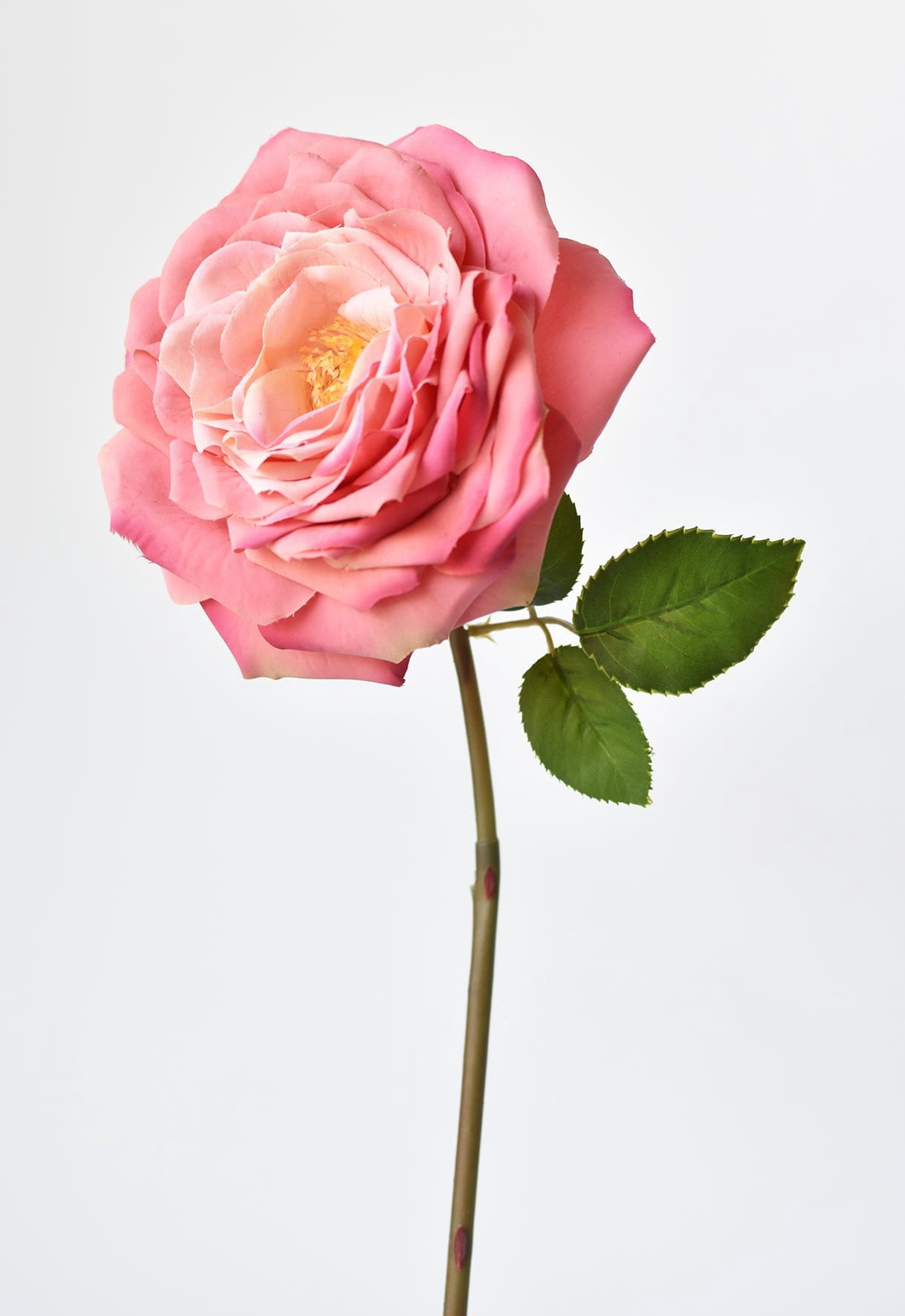 Park Place - 12 Piece Open Cabbage Rose Stem 20" Rose