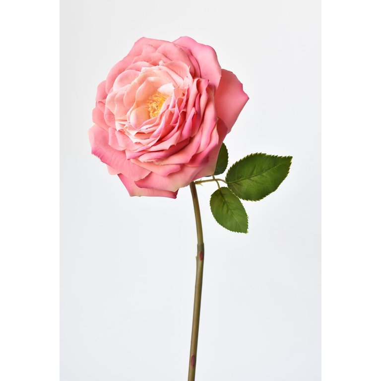 Park Place - 12 Piece Open Cabbage Rose Stem 20 inch Rose