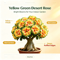 thumbnail image 2 of Desert Rose, Shade Plant for Gardens-Easy Grow-Low Maintenance-Ideal for Beds Borders, Plant Pots & Planters, 2 of 5