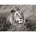 thumbnail image 2 of Krahmer, Frank 32x25 White Modern Wood Framed Museum Art Print Titled - African lion, Masai Mara, Kenya, 2 of 4