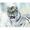thumbnail image 2 of Lewis, Sheldon 17x15 White Modern Wood Framed Museum Art Print Titled - Watercolor Tiger, 2 of 4