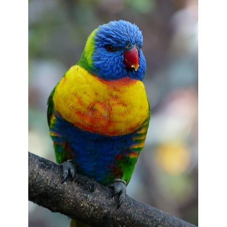 Lory Food - LAMINATED POSTER Eat Loriinae Lori Honey Parrot Parrot Bird Food Poster Print 24 x 36
