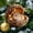 F_Free size, variant on YOHAVEN Forest Animal Resin Ornaments Set With Mini Lights, Cute Hedgehog Raccoon And Friends In Acorn Homes, Hanging Christmas Tree Accents, Whimsical Holiday Décor Gift For Nature Lovers