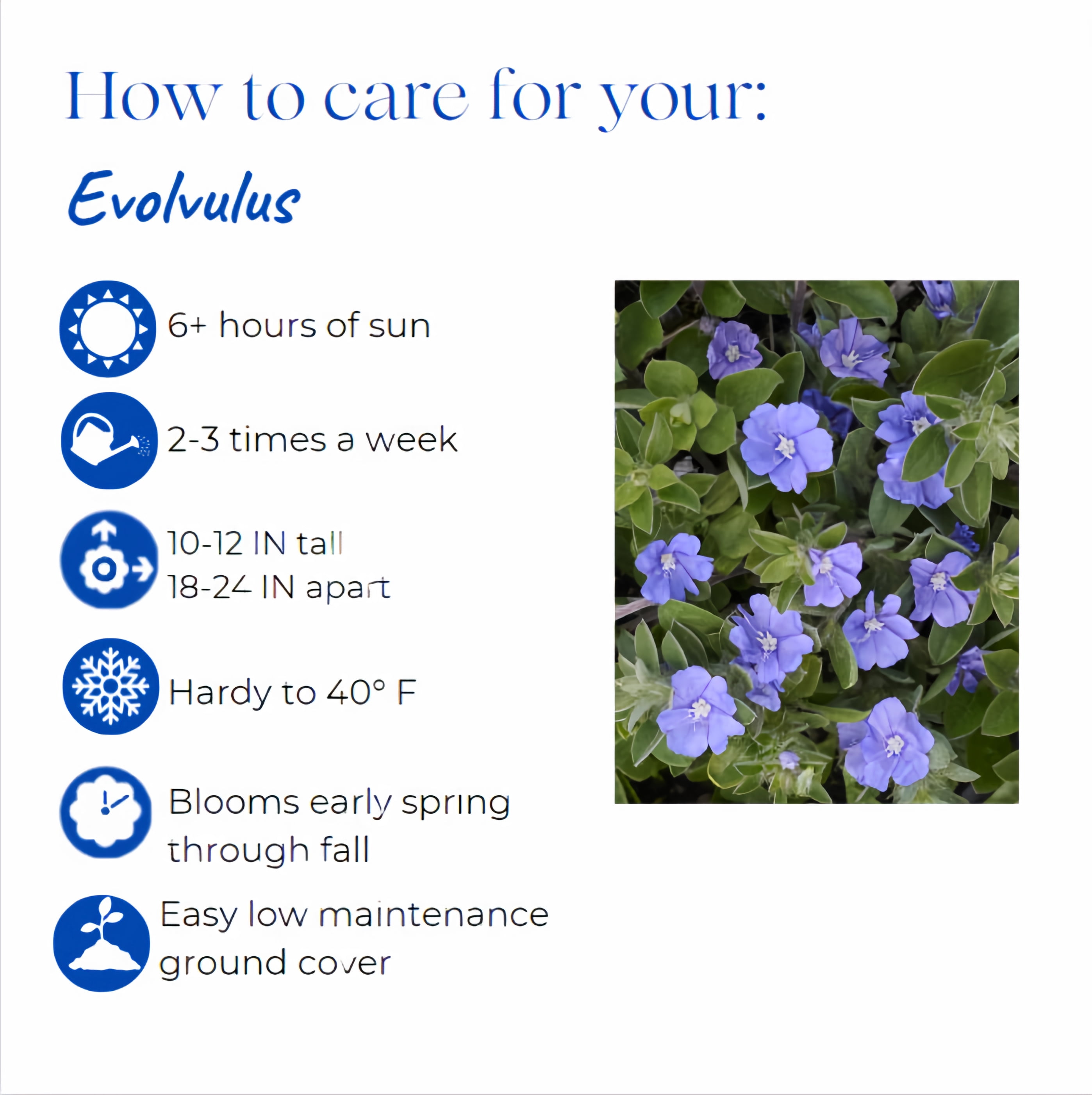 Expert Gardener 2Qt Evolvulous Blue Daze Live Plant Grower Pot Full Sun