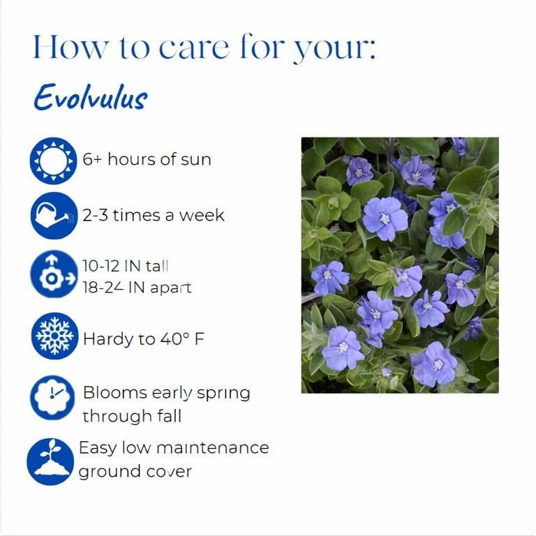 Expert Gardener 2Qt Evolvulous Blue Daze Live Plant Grower Pot