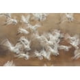 thumbnail image 2 of Illg, Cathy and Gordon 14x11 White Modern Wood Framed Museum Art Print Titled - New Mexico Flock of snow geese taking flight, 2 of 4
