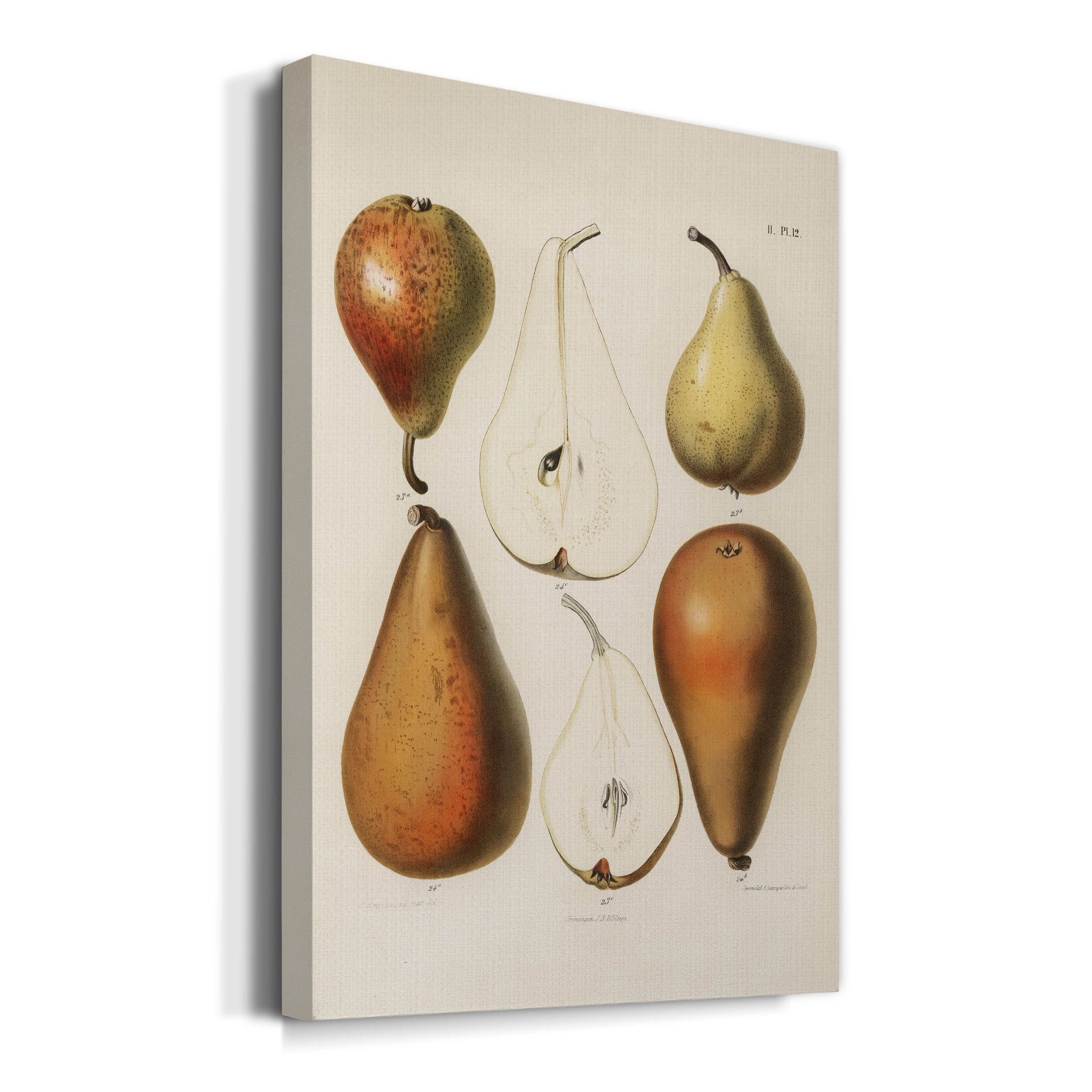 A vintage chromolithograph of fresh pears Premium Gallery Wrapped Canvas - Ready to Hang - 12 x 18