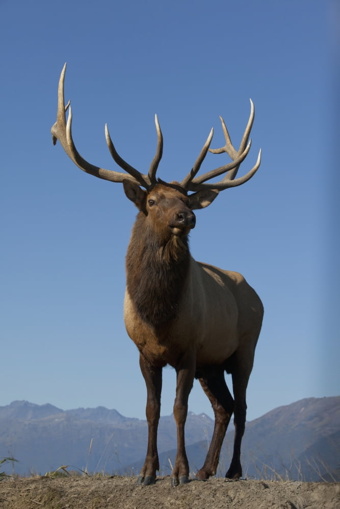 Close Up View Of A Rocky Mountain Bull Elk Bugling During The Autumn Rut At The Alaska Wildlife Conservation Center Near Portage Southcentral Alaska Captive Canvas Art - Doug Lindstrand Design Pics (